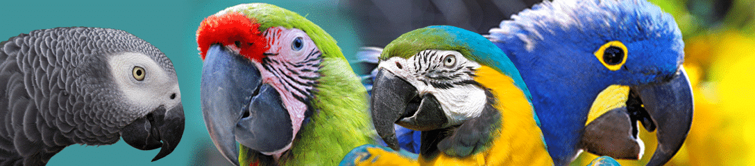 ban othr birds