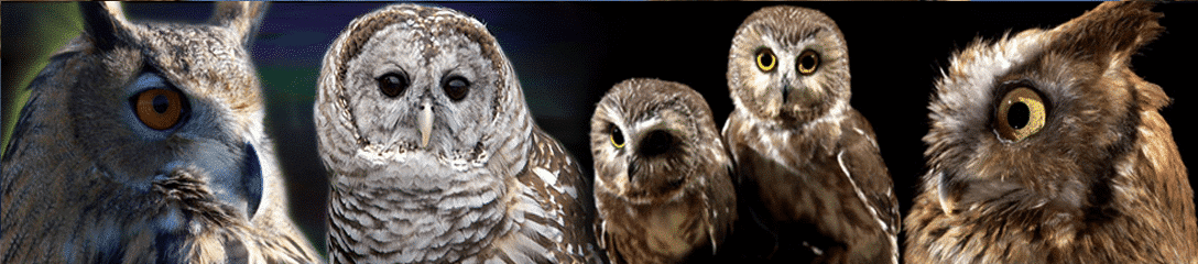 ban sm owls