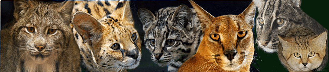 ban wildcats