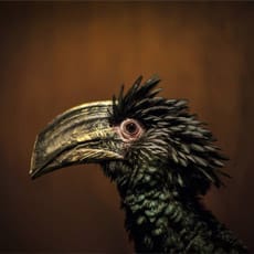 chickara