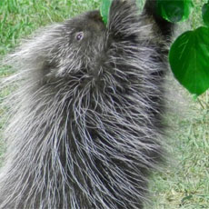 prickles