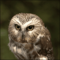 WillowRE