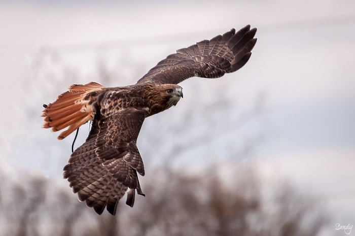 Talon, Red-tailed Hawk