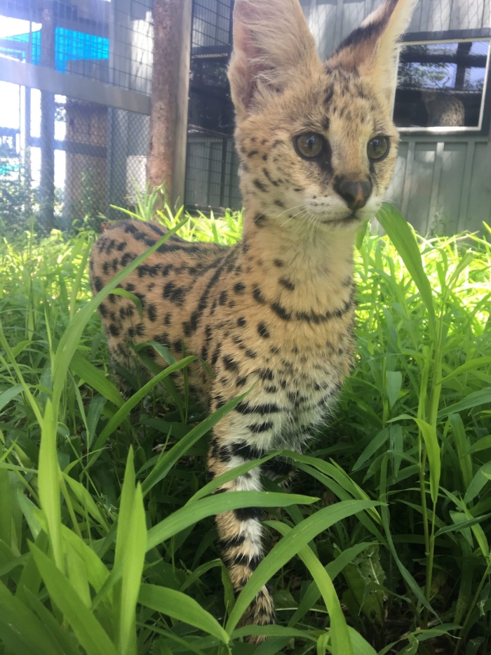 Zane, Serval