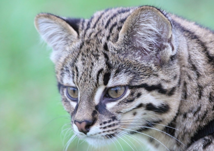 Mesa, Geoffroy's Cat