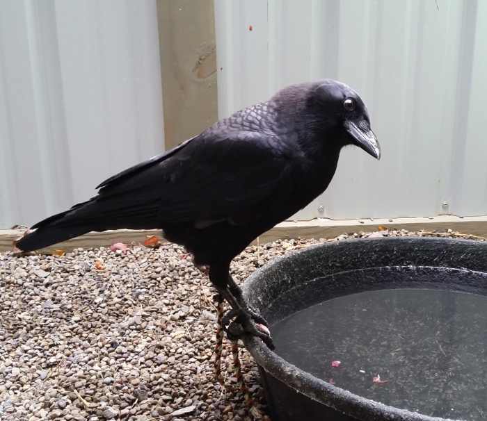 Mojo, American Crow