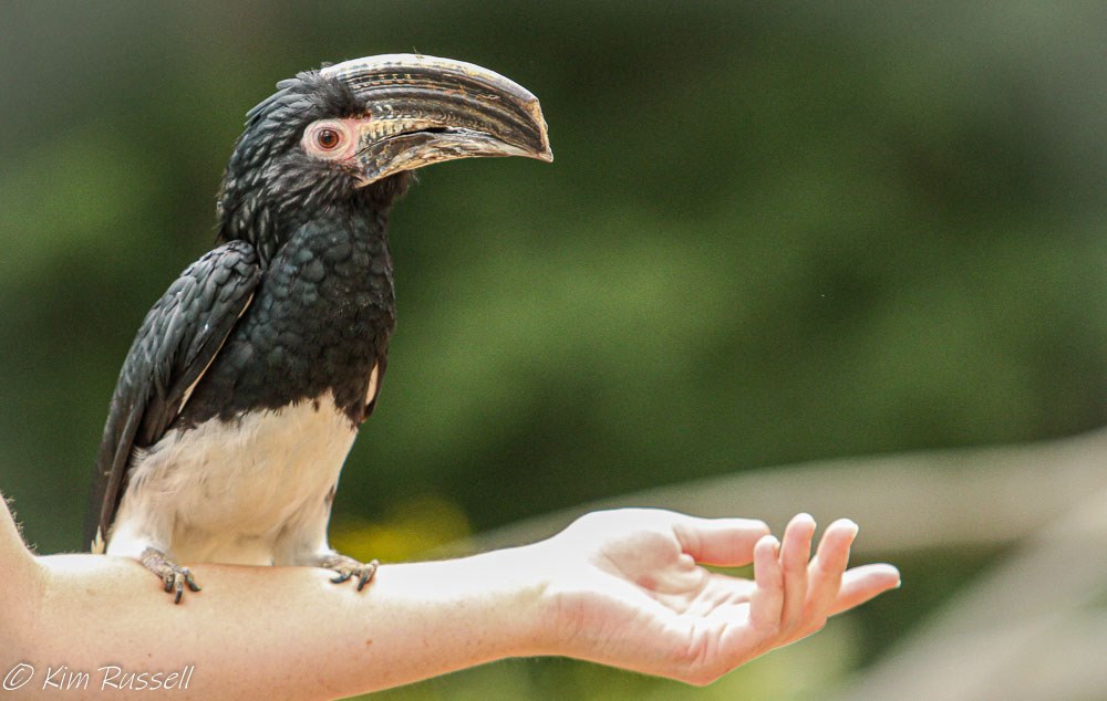 Kim Russell_Chickara_Hornbill
