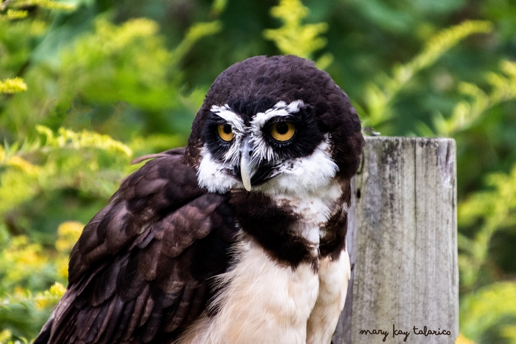 Mary Kay Talarico_Dumbledore_Spectacled Owl