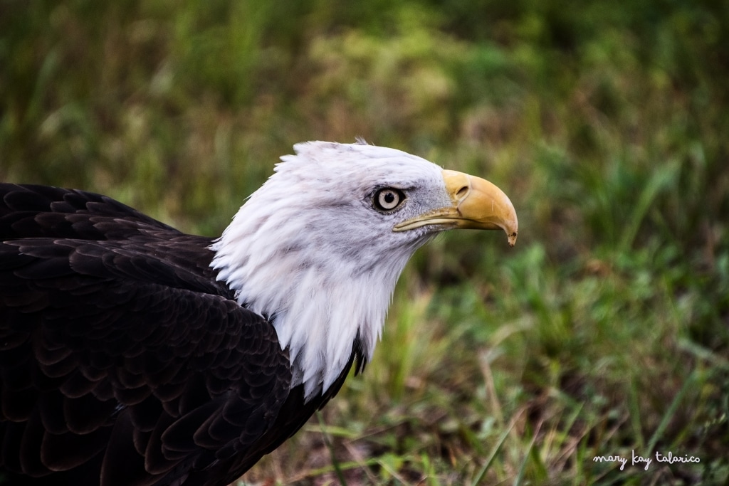 Mary Kay Talarico_Gryphon_Bald Eagle