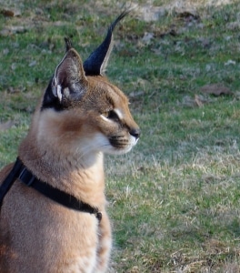 Khan 9 mos sitting closeup