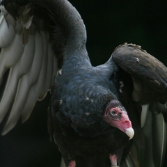 Barf, Turkey Vulture