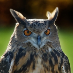Dragon, Eurasian Eagle Owl