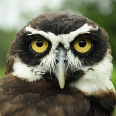 Dumbledore,  Spectacled Owl