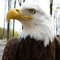 Gryphon, Bald Eagle