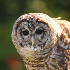 Merlin, a Barred Owl