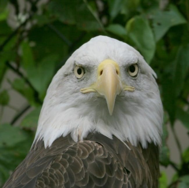 One Wing, a Bald Eagle - Hawk Creek Wildlife Center