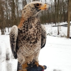 Onyx, Verreaux's Eagle