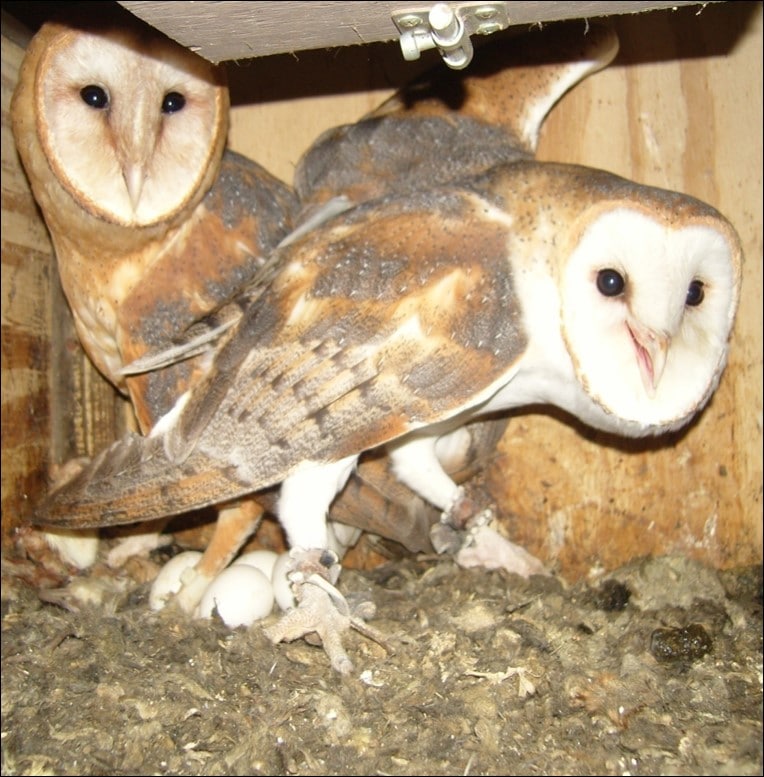 Unlock the Fascinating World of Owl Breeders: Discover the Majestic secrets image 