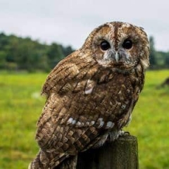 Twilight, Tawny Owl
