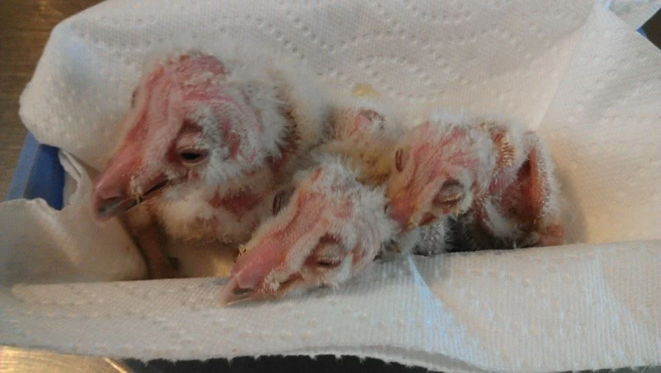 hatchling barn owls