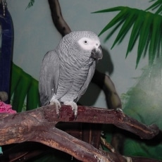 Cairo, African Grey Parrot