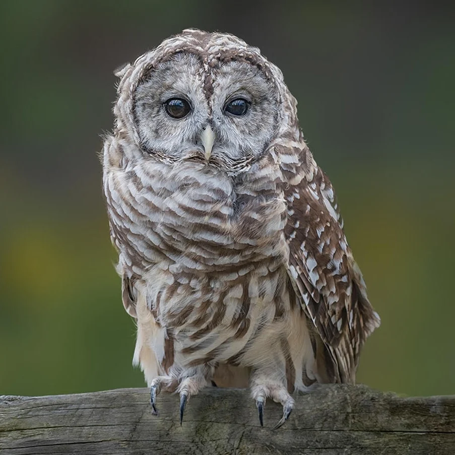 Barred Owl_Merlin_2021