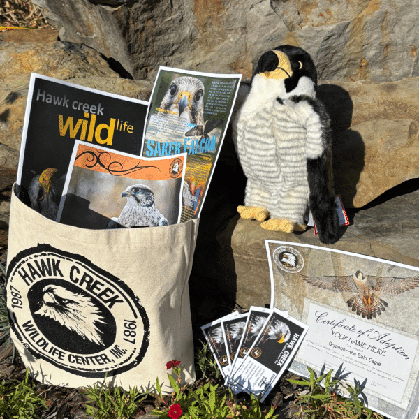 Adoption Tote - Saker Falcon