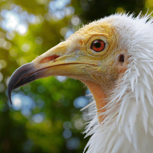 Cleo, Egyptian Vulture
