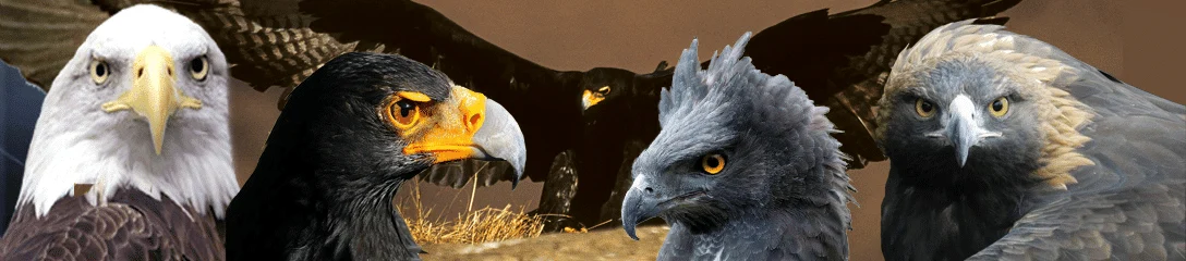 ban-eagles-1